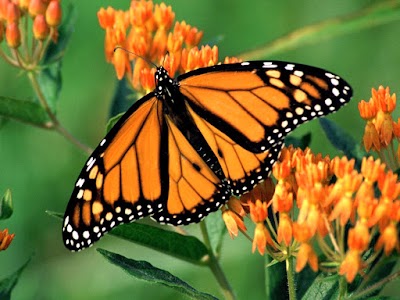 Photos of Mariposario Nosara