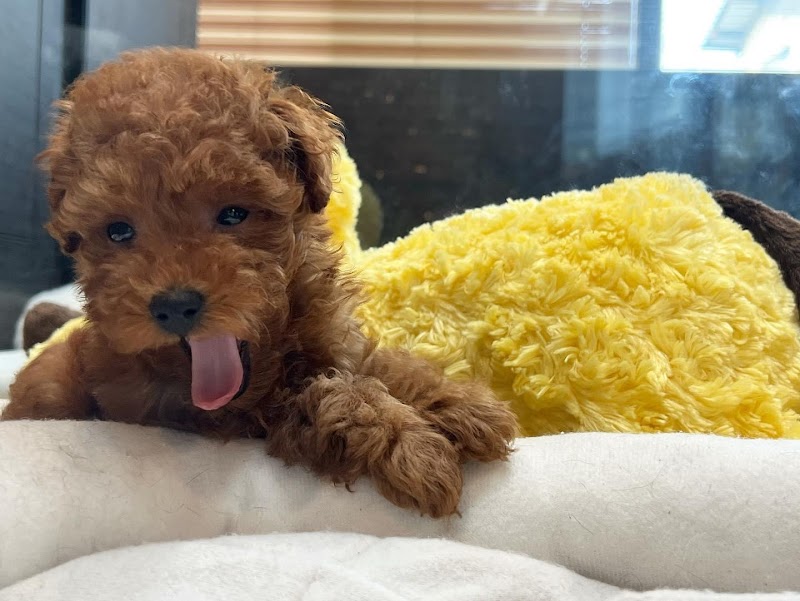 ペットホテル with DOG（トリミング サロン、ドッグカフェ）