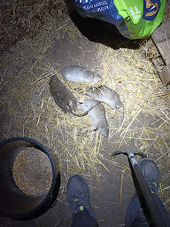 Photo n°20 de MP nuisible à Faumont (Service d'extermination des nuisibles)