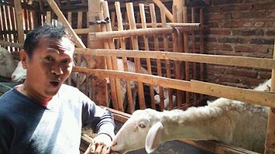 Photos of Petugas Suntik Sapi/kambing