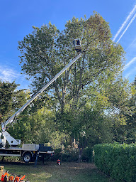 Photo n°2 de Entreprise MAUGER Élagage /élagueur grimpeur à Preignac (Service d'élagage)