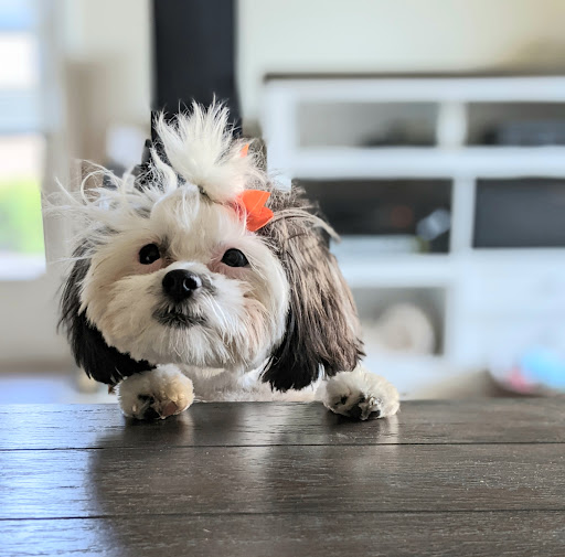 Dogs' Own Grooming - Thumbnail