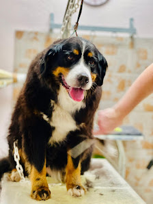 Bild: Hundesalon Pico Bello & Co, Mandy Groß Vom Inhaber