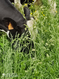 Photo n°23 de Ferme Duthoit à Loos (Agriculteur)