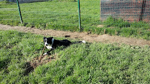 Photo n°5 de Coucouche Panier à Beaumont-les-Nonains (Dresseur d'animaux de compagnie)