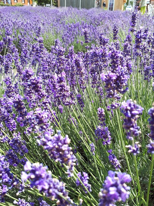 Lavender farm