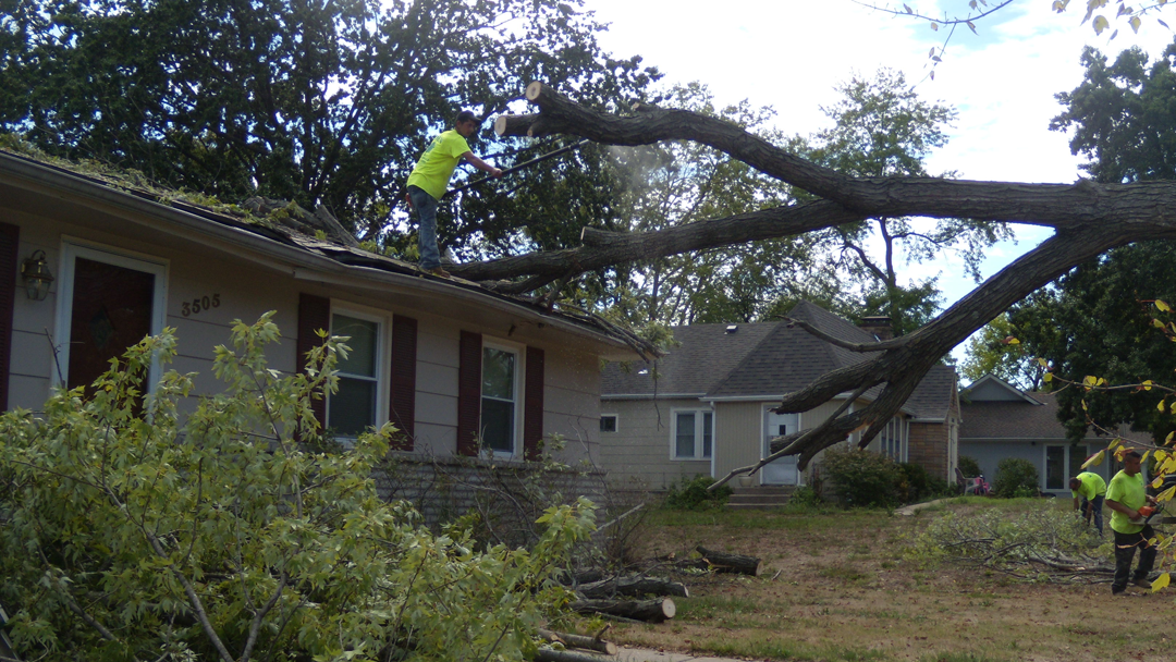 Eden Tree Service