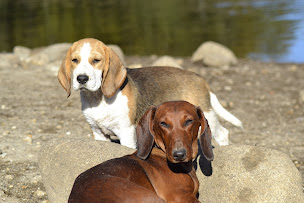 Photo n°4 de Élevage de teckels poils dur et ras LOF, beagles LOF de la Cascade d'Orion à Saint-Hilaire-les-Courbes (Éleveur de chiens)