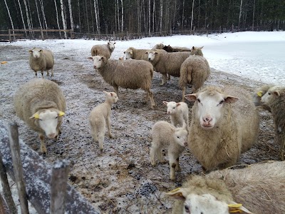 Photos of Kivi Talu Country Hotel