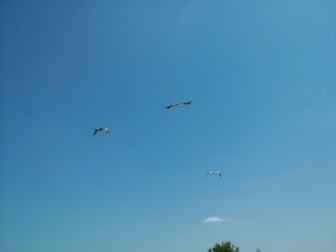 Photo n°67 de Camping La Cabane des Frênes à Yves (Terrain de camping)