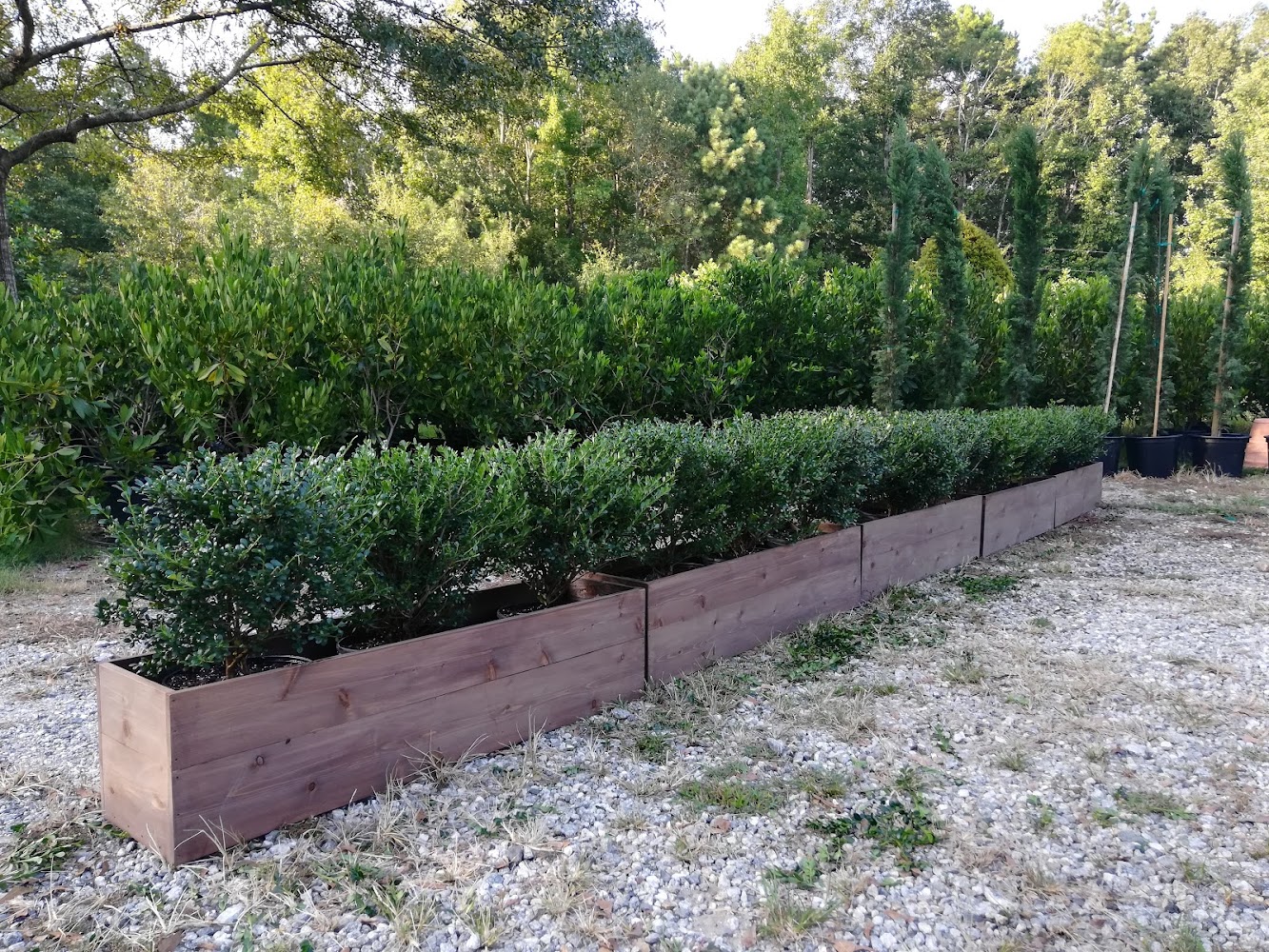 GoHedge Plant Rental & Pruning – photo 2 of 3