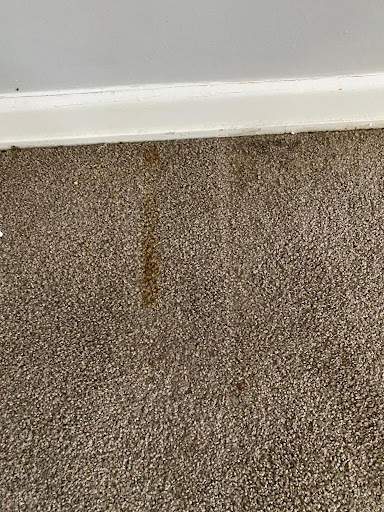 Allseasons Carpet Cleaning - Carpet Cleaning Nowra - Thumbnail