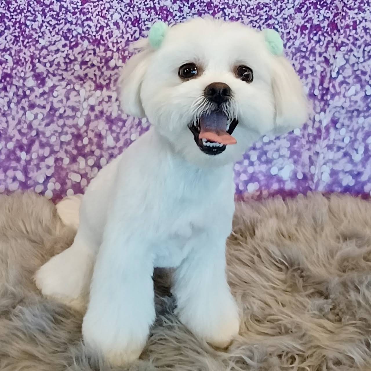 Grooming by Alex & Sarah Pet Groomer in West Babylon