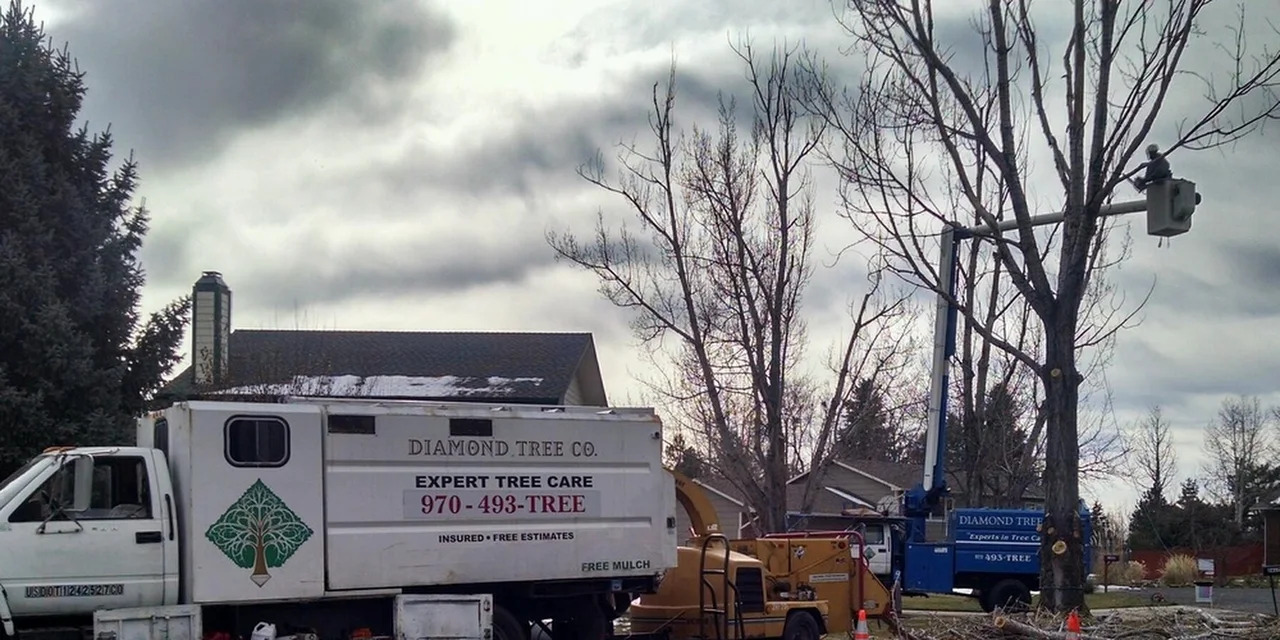 Diamond Tree Company