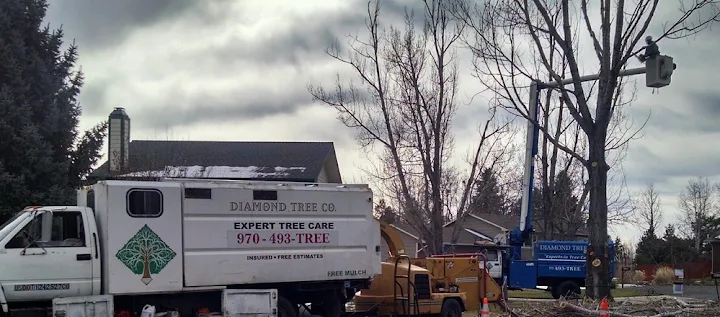 Diamond Tree Company