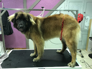 Photo n°13 de Salon de toilettage L'ami tout doux à Jargeau (Magasin d'articles pour animaux)