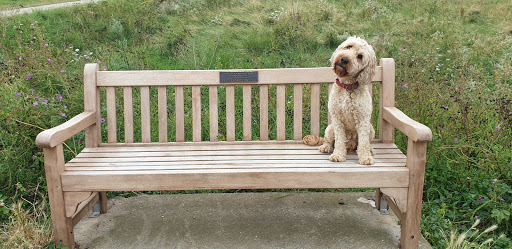 Francesca's Bench Gallery - United Kingdom