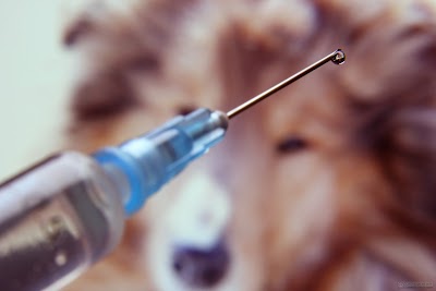 Photos of Veterinaria Como Perros y Gatos