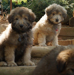 Photo n°8 de Clinique Vétérinaire du Loup à La Colle-sur-Loup (Soins vétérinaires)