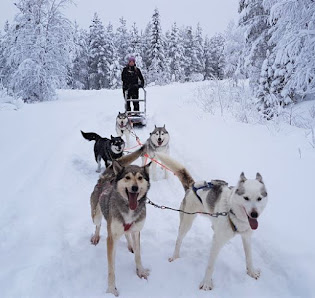 Pyhä Husky Farm Molkankummuntie 225, 98530 Kemijärvi, Suomi