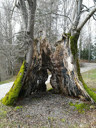 Photo n°5 de L'ENVOL - Lionel VERGNENEGRE à Montségur (Programme de bien-être)