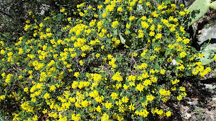 Photo n°84 de La Camassade Camping dans la Nature à Tourrettes-sur-Loup (Chalet)