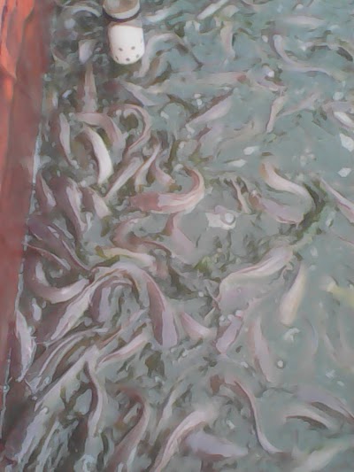 Photos of BRI KANCA RIMBO BUJANG
