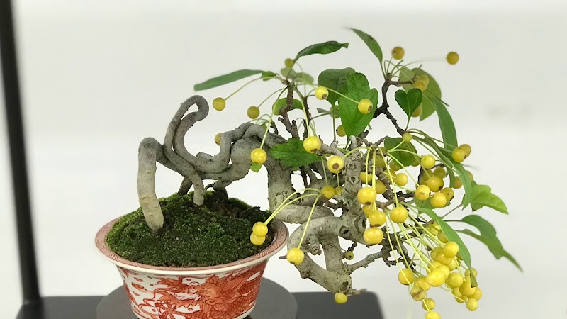 小品盆栽イベント 秋雅展