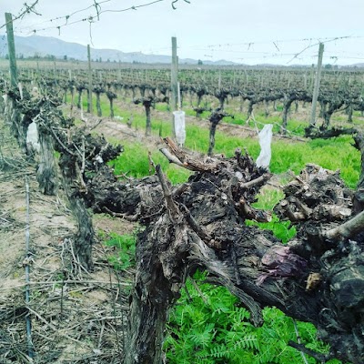 Photos of Vi&ntilde;a Concha Y Toro