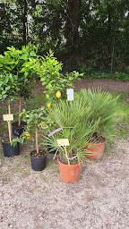 Photo n°30 de La Pépinière Barsotti à Lambesc (Jardinier)