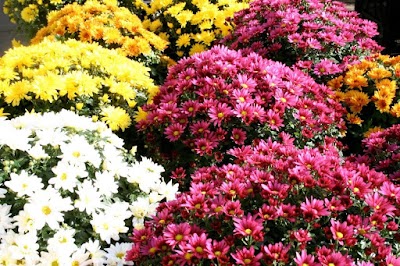 Photos of Liscahane Nursery and Garden Centre