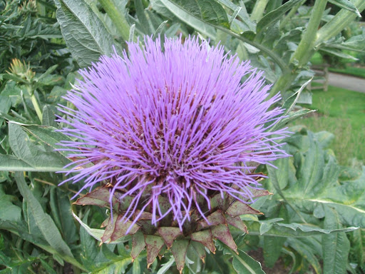 Jenny Ojakovoh RSHOM Homeopath