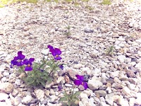 祈りのお宮（金光教 曽根教会）