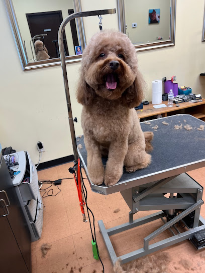 Dee's Grooming Gallery - Dog Only