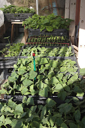 Photo n°10 de Ferme de la Sousta à Contes (Maraîcher)