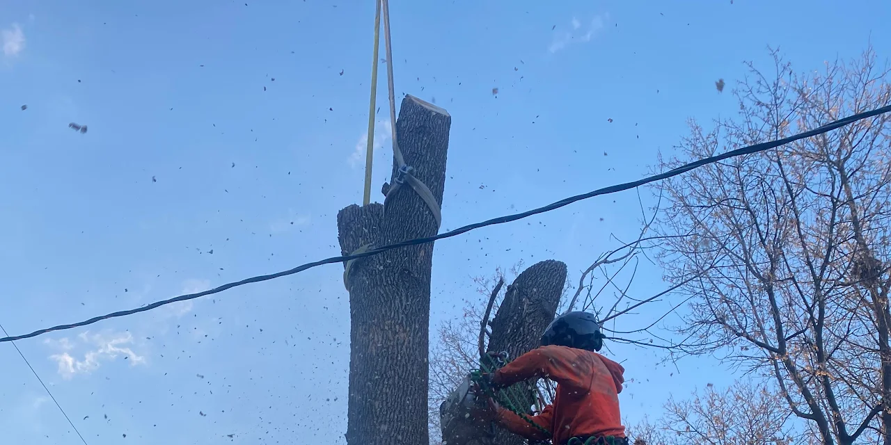 A1 Tree & Stump Removal