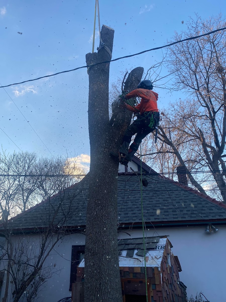 A1 Tree & Stump Removal