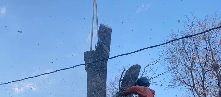 A1 Tree & Stump Removal