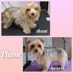 Photo n°4 de Amour des Chiens à Le Fleix (Toiletteur)