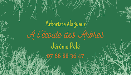 A l'écoute des arbres - Arboriste élagueur