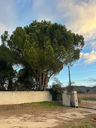 Photo n°42 de Duculty Elagage à Bollène (Paysagiste)