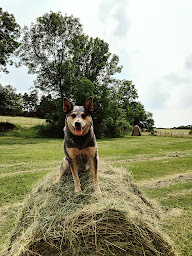 Photo n°7 de Le Bivouac des Volcans - Camping à la ferme à Saint-Nectaire (Camping à la ferme)