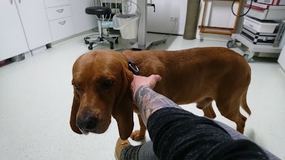 veterinary-care