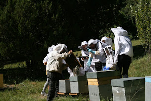 Photo n°1 de le fruit des abeilles à Embrun (Miellerie)
