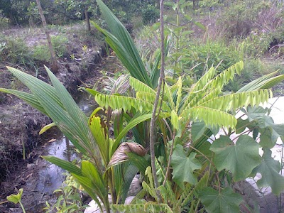 Photos of PONDOK DAMIS KDR