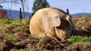 Photo n°1 de LAU HAIZETAN à Urrugne (Élevage de volailles)