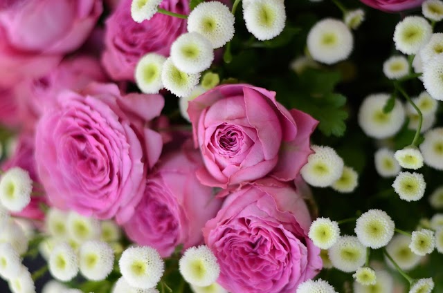 Rouge Pivoine Caen