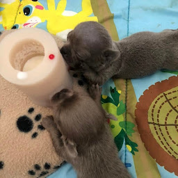 Photo n°8 de Nourrinou-Bibi - Stations d'allaitement pour chiots et chatons à Morlincourt (Service d'e-commerce)