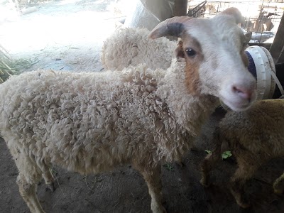 Photos of LITUHAYU GREEN FARM