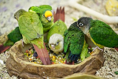 Photos of Petland Village of East Side